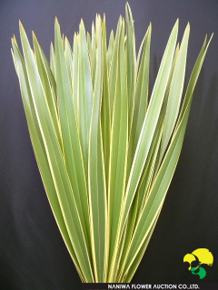 Phormium tenax Green.JPG